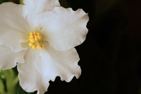 White flower closeup on an indistinct black background for design of a gift cardの写真素材