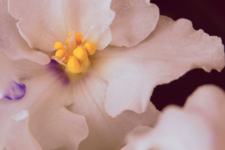 Pink flower closeup against a dark background for design of a gift cardの写真素材