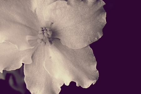 Silvery flower closeup on a violet background for design of a gift cardの写真素材