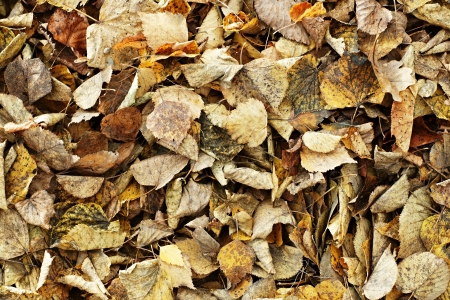 Abstract background from old, rotten, autumn leaves in a heap after cleaningの写真素材