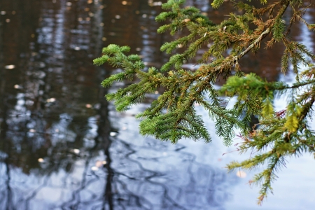 Branch of a coniferous tree on an unsharp background of water with reflection, an autumn seasonの写真素材