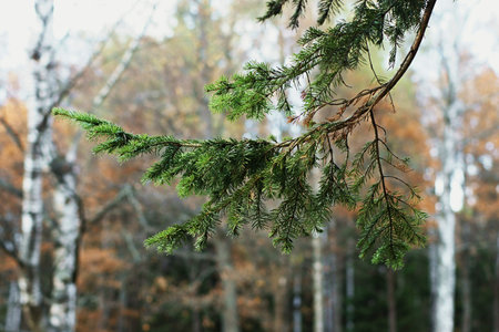 Fir-tree branch of a coniferous tree on an indistinct background of the autumn wood