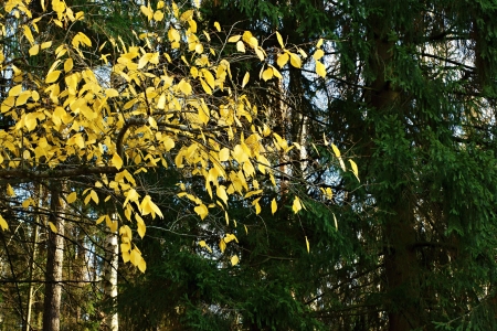 Fragment of the autumn wood, abstraction from trees with yellow leaves and green coniferous treesの写真素材