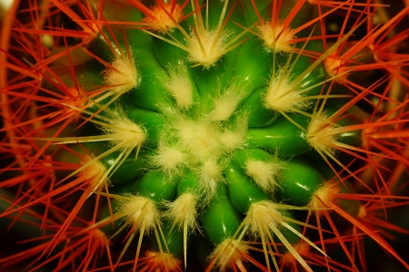 Texture of an abstract flower of a cactus closeupの写真素材