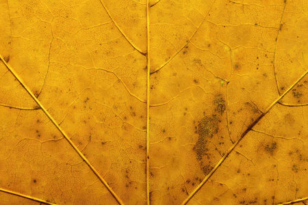 Texture of a surface of the dried leaf for an abstract background