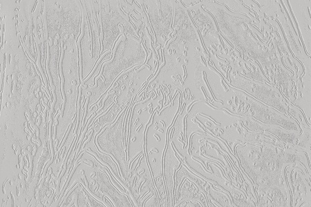 Texture of the gray plastered surfaceの写真素材