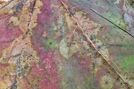 abstract texture a closeup of the dried maple leaf for backgroundsの写真素材