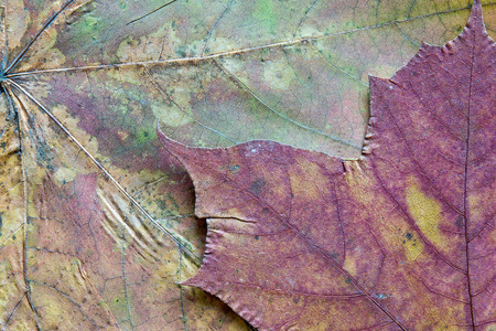 abstract texture a closeup of the dried maple leaf for backgroundsの写真素材