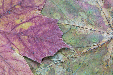 abstract texture a closeup of the dried maple leaf for backgroundsの写真素材