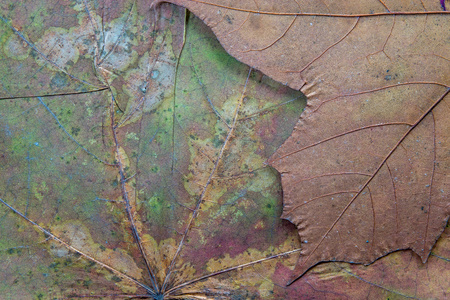 abstract texture a closeup of the dried maple leaf for backgroundsの写真素材