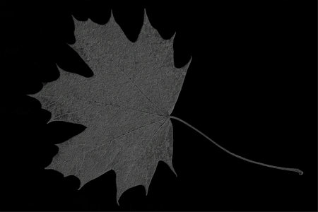 dark silver-gray maple leaf isolated on a black glossy background closeup