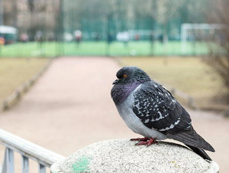one gray tousled pigeon sits sideways on a stone fencing in park and looks forwarの写真素材