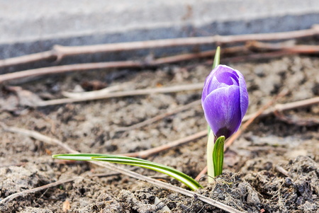 spring shoots of one violet flower in the natureの写真素材