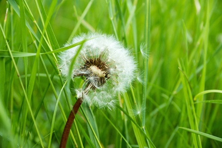 the closeup a lonely white flower of a dandelion grows on a green meadow and is showeredの写真素材