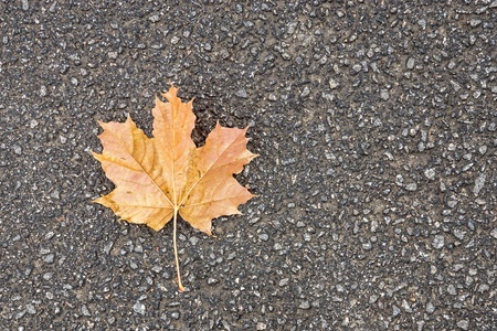 one orange maple leaf lies on an asphalt concrete surface of a pavingの写真素材