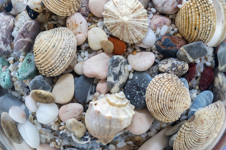 exotic bottom of the sea or ocean with various and multicolored underwater cockleshells and stones closeupの写真素材