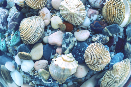 the underwater world of a seabed closeup with various cockleshells and stones in sunlight beamsの写真素材