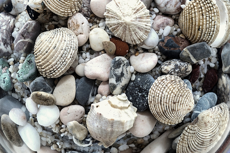 the bright underwater digital photo of a seabed with a set of various stones and cockleshellsの写真素材