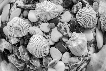 exotic bottom of the sea or ocean with various and multicolored underwater cockleshells and stones closeup of monochrome toneの写真素材