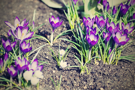 the digital photo with effect of a retro of group of early flowers of violet color which grow in sunny spring day on the empty soilの写真素材
