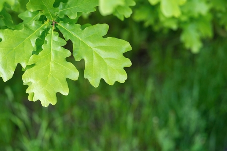big green leaves of an oak closeup on an indistinct background of a grass and a place for the textの写真素材