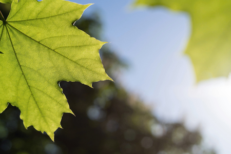 the growing two green leaves maple closeup and a place for the textの写真素材