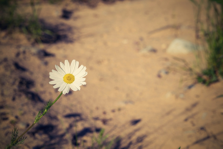 one flower white daisy against a sand with a retro effect and a place for the textの写真素材