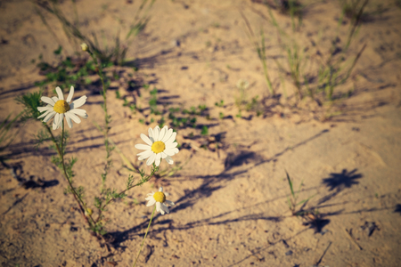 bush flowers lonely white daisy against a sand with a retro effect and a place for the textの写真素材