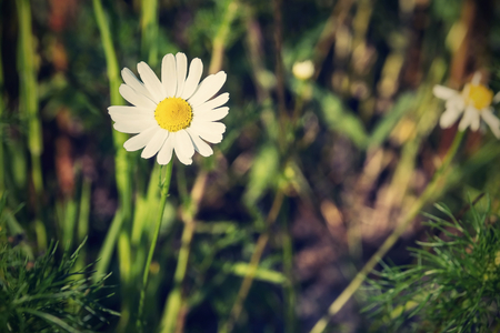 one flower white daisy against a green grass closeup with a retro effect and a place for the textの写真素材
