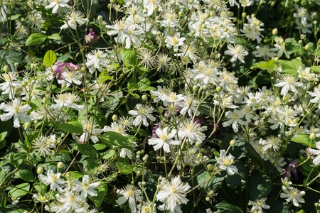 wild bush of a plant with white flowers for a natural backgroundの写真素材