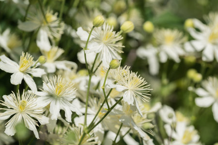 wild bush of a plant with white flowers closeup for a natural backgroundの写真素材