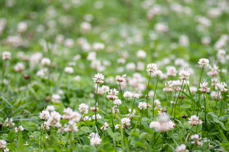 the blossoming clover for a natural background and for wallpaperの写真素材