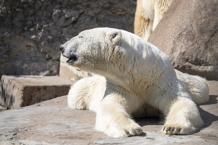 big polar bear closeupの写真素材