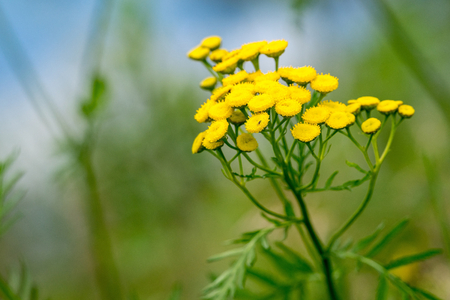 big wild field flower of yellow color closeup on an indistinct backgroundの写真素材