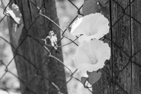 two monochrome flower closeup on the rusty metal gauze and a blank space for the textの写真素材
