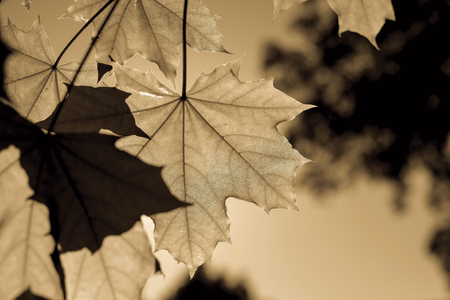 big leaves of a maple of sepia color closeup against the sky and on an indistinct background of other bushesの写真素材