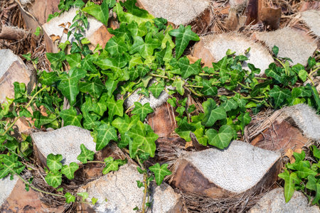 abstract bumpy texture of a surface of a palm trunk and green deciduous vegetation for natural backgrounds and for wallpaperの写真素材