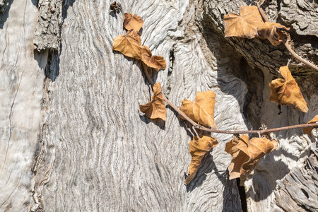 brown foliage of a bindweed grows on a trunk of an old olive tree closeup and a blank space for the textの写真素材