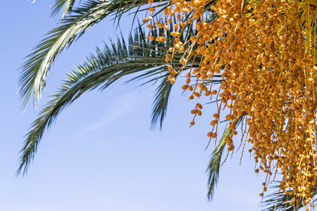 it is a lot of fruits and a branch of a palm tree closeup against the blue sky also a blank space...