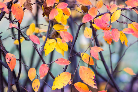 the textured bright and motley foliage on bushes of plants for an abstract natural background
