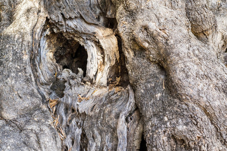 abstract texture of a trunk of an olive old tree with a bumpy and rough surface of barkの写真素材