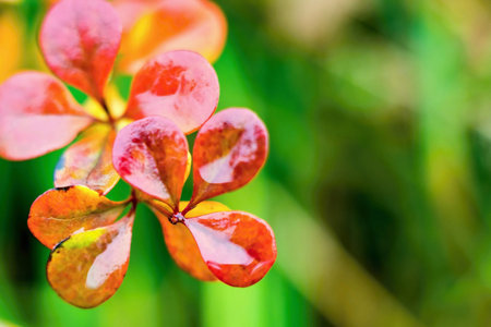 autumn plant with foliage of bright red and crimson color closeup on an abstract indistinct background of a green grassの写真素材