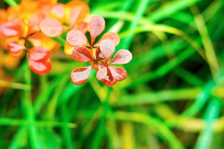 autumn plant with foliage of bright red and crimson color closeup on an abstract indistinct background of a green grassの写真素材