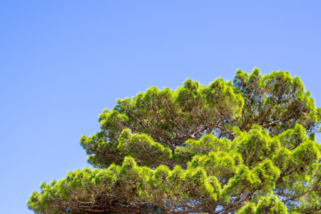 big green krone of a pine or coniferous tree against the empty and clear blue sky