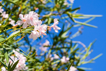 tropical white pink flowers with green foliage against the empty and clear blue skyの写真素材