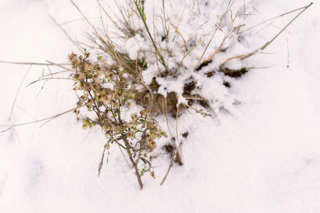 winter snowdrifts from white brilliant snow and an old dry grass for abstract natural backgroundsの写真素材
