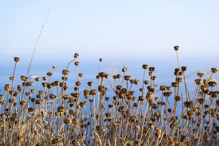 dry stalks of wild plants with buds of flowers of brown color on a blue background of the horizonの写真素材