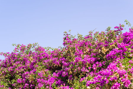 bush with small bright flowers of crimson color against the clear blue skyの写真素材