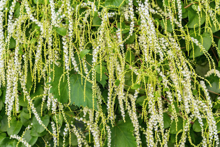 bushes with green leaves and with the hanging garlands of small white flowers for an abstract...