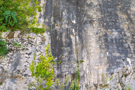 the abstract textured background of an old shabby wall concrete or cement with plantsの写真素材